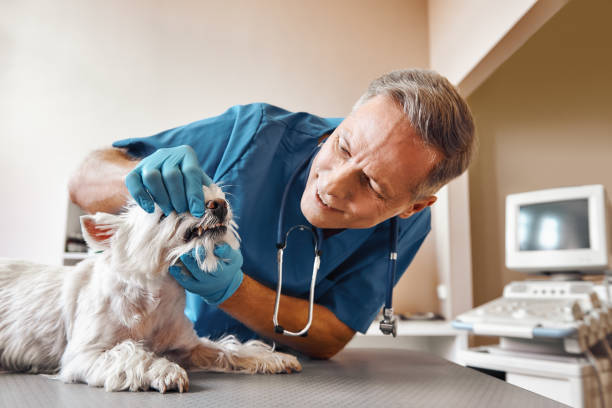 Best Emergency Dental Care for Trauma or Injury in Lus Valley Marinwood, CA